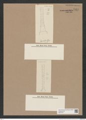 Pyxilla horrida Grun. (de-Toni-Nr.: Genus 164) Zeichnungen Sammlung Grunow Nr. 7834 (NHMW-BOT-W0377077)